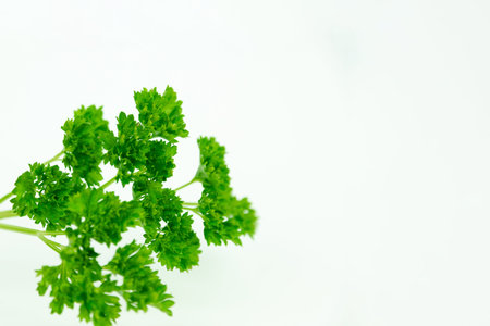 Rustic food preparation scene with parsley leaves. High quality photo