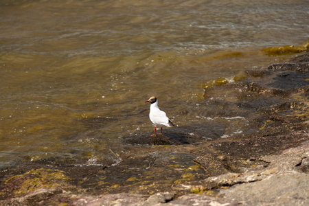 Coastal scene with seagull and shimmering sea water. High quality photo