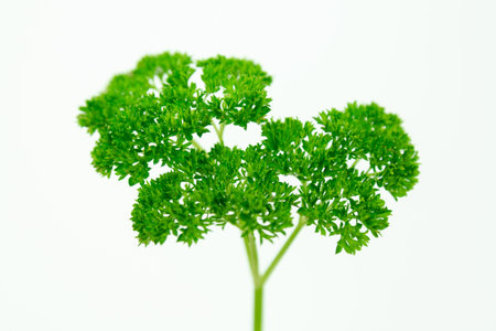 Minimal background with organic green herbs. High quality photo