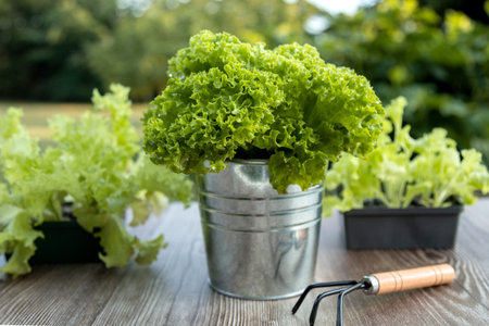 Organic Leaf Lettuce with Garden Tools on Wooden Table