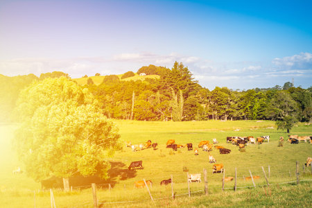 Evening sunlight flushing over pastoral countryside where a herd of cows is grazing in a lush green...