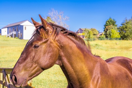 Portrait of a gorgeous chestnut horse in the meadowsの写真素材