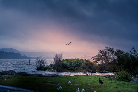 Stormy evening over lake Rotorua. A seagull struggles against strong wind. Rotorua, New Zealandの写真素材
