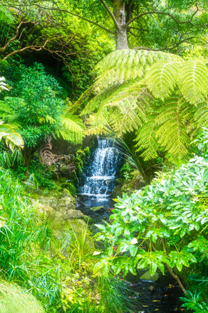 Hidden forest waterfall with lush foliage and mossy rocks. North Island, New Zealand