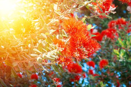 Close-up of Pohutukawa red flowers blossom against lush green on a bright sunny day. Iconic New Zealandの写真素材