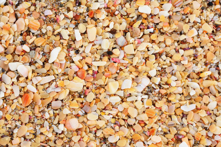Orange coloured natural texture background with sea shells and sand at beach in a low tide.