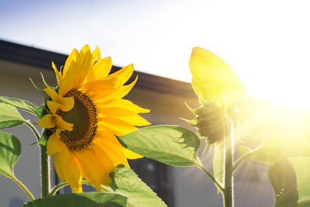 Large sunflowers basking in evening sun. Selective focusの写真素材
