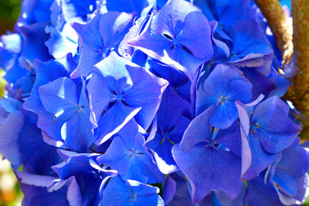 Natural background with vivid blue Hydrangea flowers