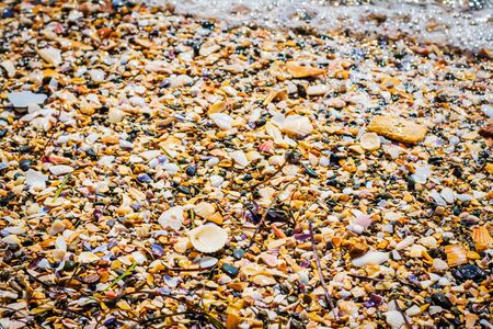 Colourful sea shells wet at beach in a low tide. Natural texture backgroundの写真素材