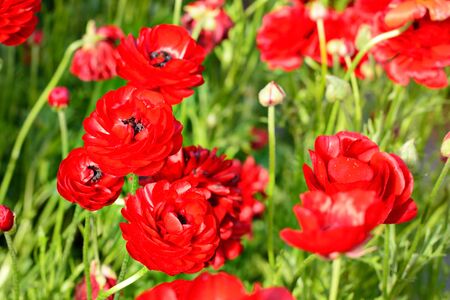 Natural background with red poppy flowers in the fieldの写真素材