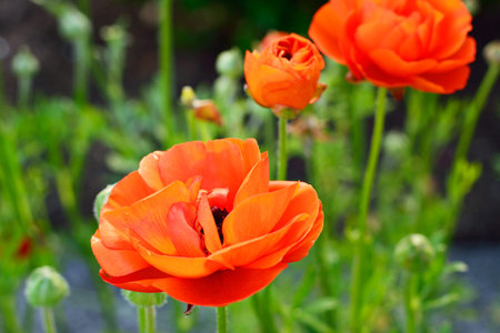 Close up of red poppy flowers in the field. Selective focus