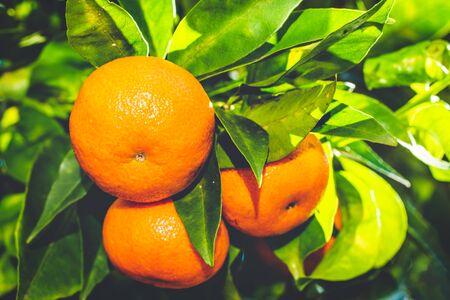 Retro style photo of ripe mandarins on a branch. Toned imageの写真素材