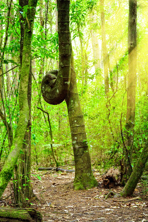 Old kauri tree tied in knot. Native forest of New Zealand,
