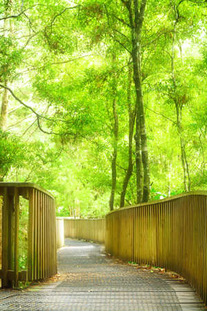 Wooden footbridge inviting into magic forest on a summer day.の写真素材