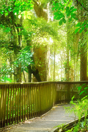Winding wooden footpath going through native New Zealand forest.