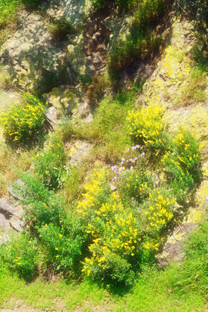 Rocky side of the road covered in blooming gorse shrub is basking in glorious sunshine on a...