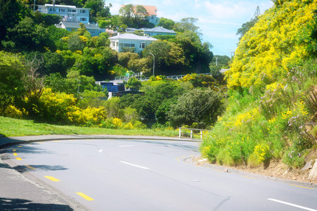 Empty mountain road in hilly suburbs of Wellington, New Zealand. Blooming shrubs and cozy villa...