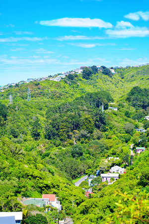 Green valley basking in glorious sunlight on a warm spring day in Wellington, New Zealand.