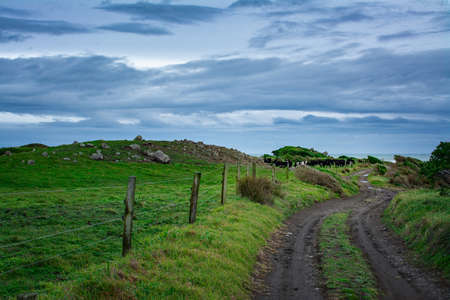 Dirt road winding through green fields towards the sea. Stormy winter day at Cape Egmont, New Zealandの写真素材