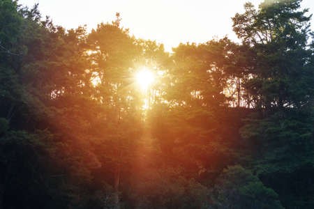 Sunlight filters through the trees on a quiet summer evening. Native bush, New Zealandの写真素材