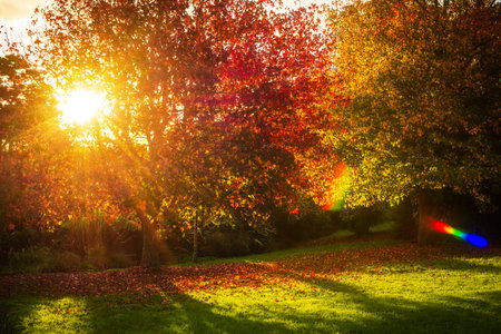 Beautiful autumn scenery in a park, with the sunlight filtering through russet foliage