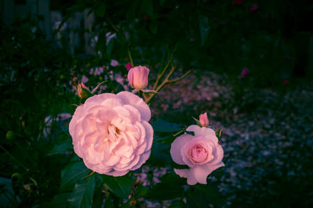Retro style photo of a blooming rose bush on a dark background, Floral natural hipster backgroundの写真素材