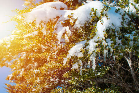 Snow cap melting on the branches of a tree. Close up.の写真素材