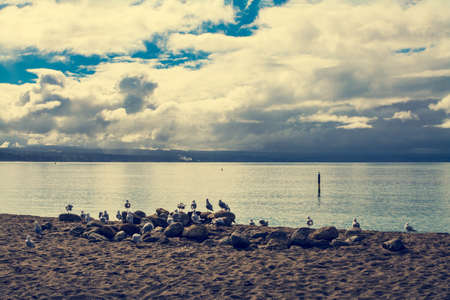 Retro style photo of seagulls on deserted beach at Hawkes Bay, New Zealand. Toned image.の写真素材