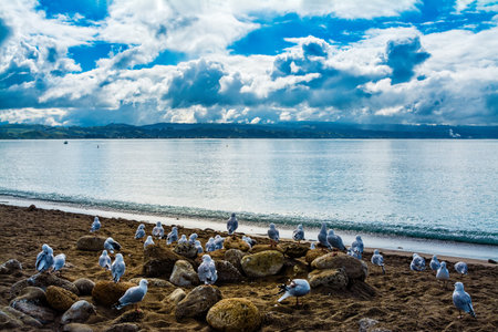 A flock of seagulls on deserted beach at Hawkes Bay, New Zealand. Seascape background.の写真素材
