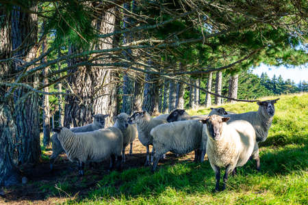 Flock of South Suffolk sheep standing in a grassy meadow by a pine forest. Curious sheep looking at the camera. Iconic New Zealand.の写真素材
