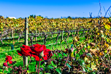 Closeup of red roses at the end of a row of grapevines. Roses planted at the perimeter of vineyards to provide an early warning system to protect the health of grapevines.の写真素材