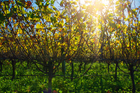 Bright sinlight shines through golden grapevines. Beautiful autumn day at Hawkes Bay, New Zealand.の写真素材