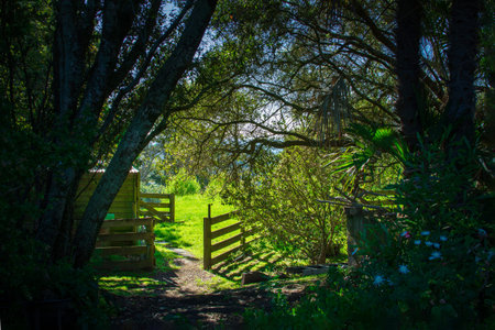 Wooden farm gate opens to a sunlit farm meadow, from within a dark wooded area. Iconic New Zealand.