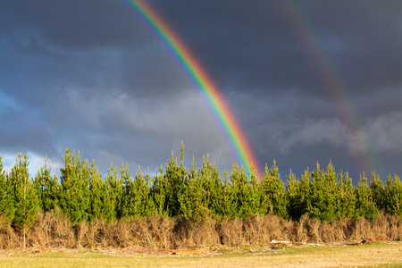 Bright double rainbow over young pine forest, dark stormy sky and clear colors of the rainbow. Natural landscape. The colors of the rainbow after the rain. Central Plateau, New Zealand.の写真素材