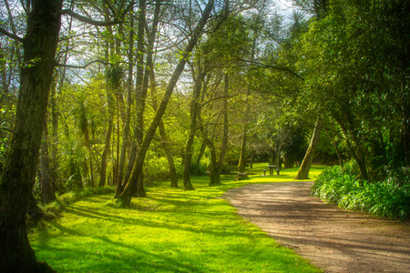 Beautiful spring landscape. Dirt road winding between nearly bare trees.の写真素材