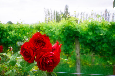 Blossoming red roses at the end of a row of grapevines. Roses planted at the perimeter of vineyards to provide an early warning system to protect the health of grapevinesの写真素材