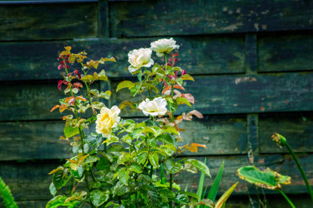 A rose bush with beautiful yellow blossoms in the rain against a rustic background. Retro styleの写真素材