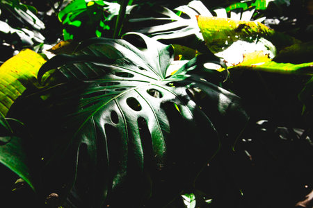 Jungle wall background. Green tropical palm leaves with monstera plant foliage. Natural background.の写真素材