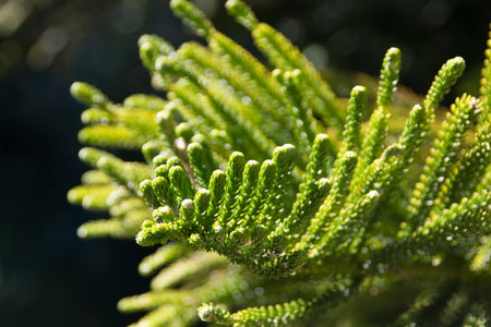 Abstract natural background with Norfolk Island Pine Tree. Close up. Selective focus.の写真素材