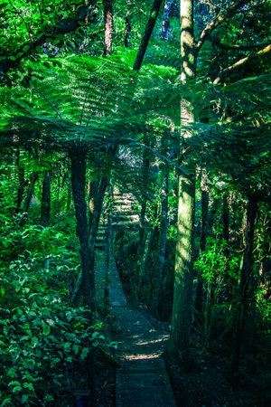 Sunlight filtering onto a narrow foot path through a native forest on the slope of a hill. Totara Park, Auckland, New Zealand.の写真素材
