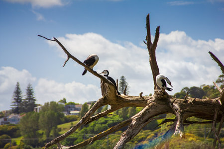 A group of New Zealand large shag (cormorant) perched on a tree branch. Wildlife of Orakei Basin, Aucklandの写真素材