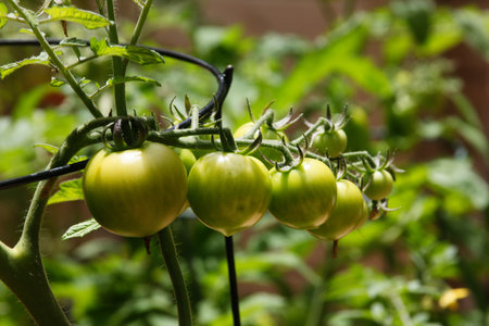 A cluster of green tomatoes in a garden. Concept of home-grown food, healthy eating, sustainability....