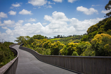 Raised shared path curving through lush green park towards Orakei Basin. Beautiful summer day in...