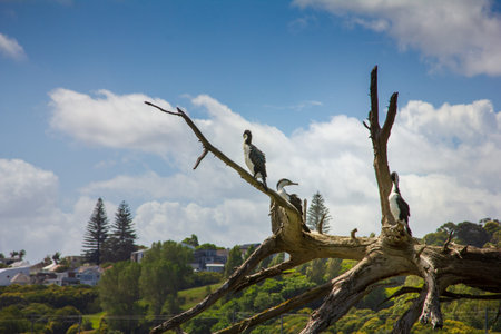 A group of New Zealand large shag (cormorant) perched on a tree branch. Wildlife of Orakei Basin,...