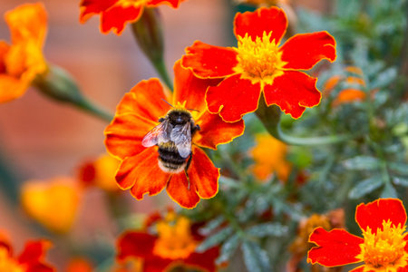 A worker bee collecting nectar on a amber marigold flower in the garden. Beautiful summer natural...