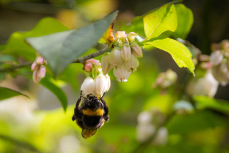 Large bumblebee pollinating on blueberry flowers in a spring garden. Selective focus