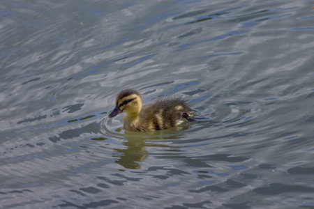 An adorable duckling swimming on calm water, creating gentle ripples. A heartwarming scene of young wildlife enjoying a peaceful moment in their natural habitatの写真素材