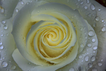 Close-up of a delicate white rose covered in fresh raindrops, its petals glistening with moisture. Top view. Selective focusの写真素材