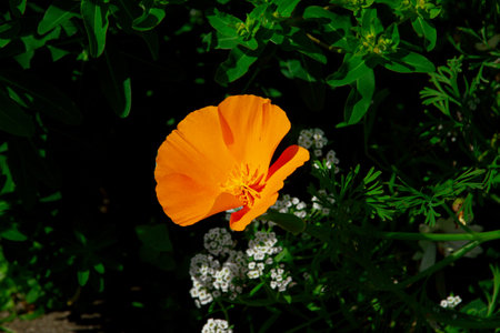 Bright orange California poppies bloom vibrantly under the sunlight, surrounded by lush green foliage, creating a stunning contrast of colors in this lively and cheerful nature scene.の写真素材