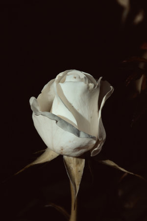 A delicate cream-colored rose in partial bloom, bathed in warm sunlight against a dark, blurred background. The soft petals and green sepals create a striking contrast, evoking beauty and elegance.の写真素材